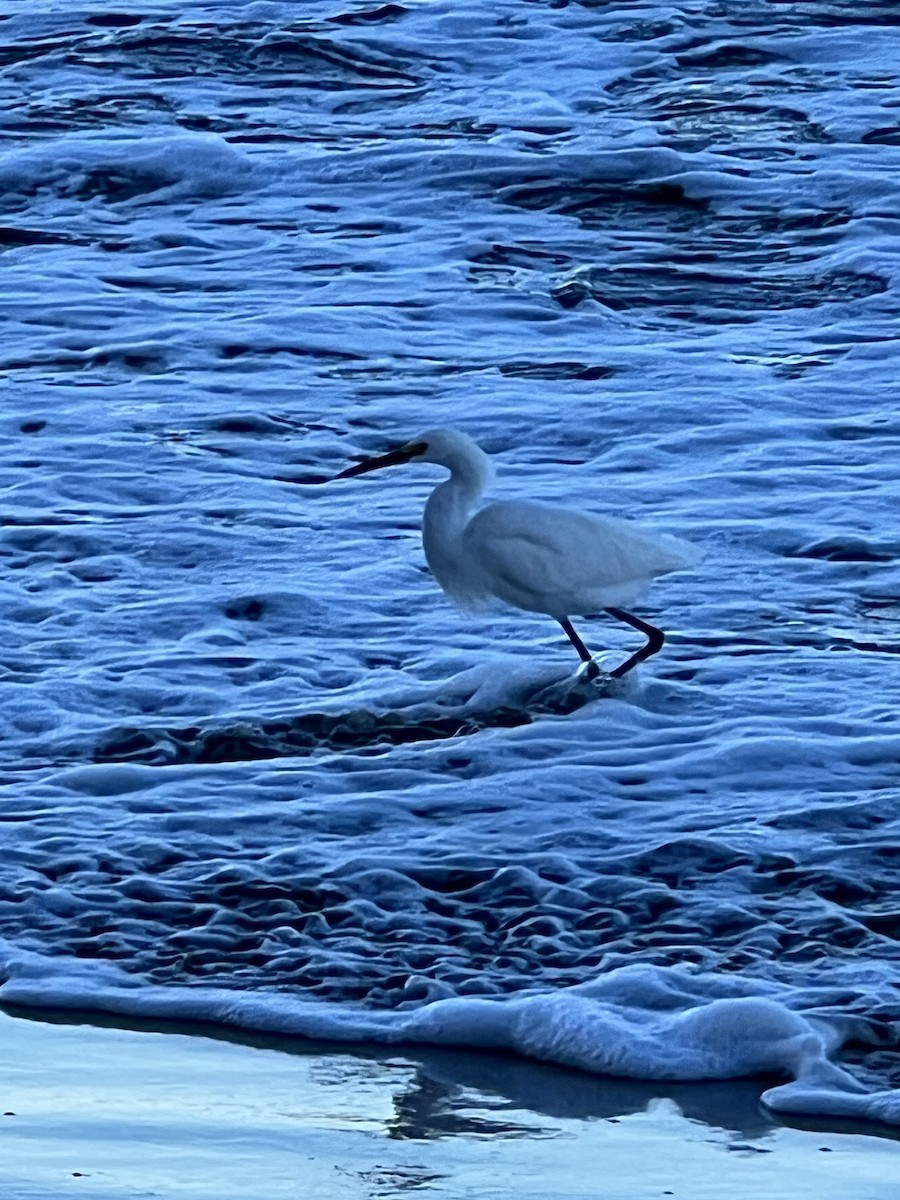 Snowy Egret - ML520262701