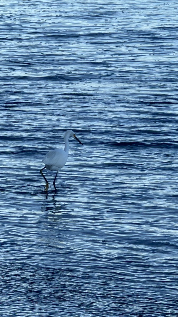 Snowy Egret - ML520262711