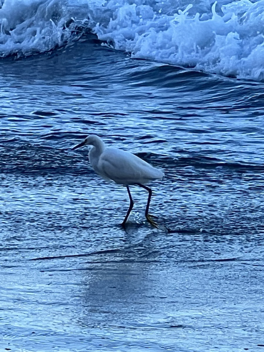 Snowy Egret - ML520262721