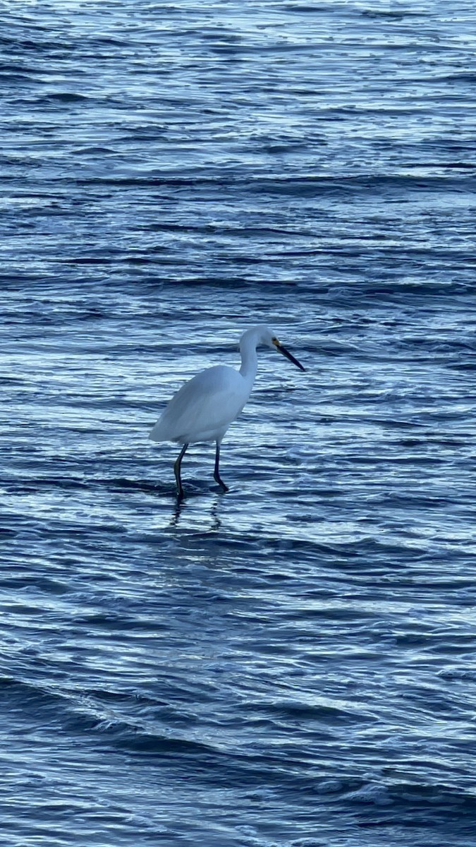 Snowy Egret - ML520262731