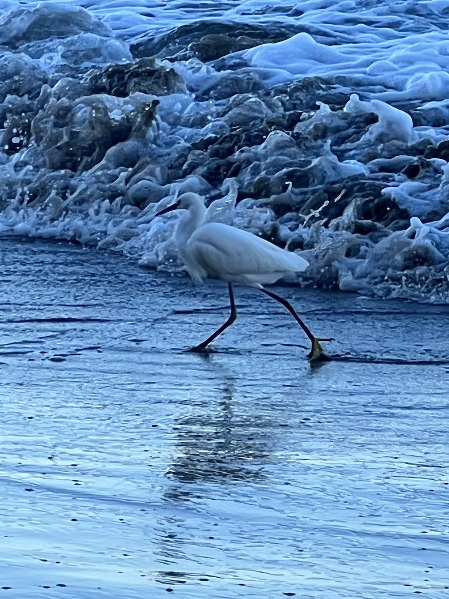 Snowy Egret - ML520262741