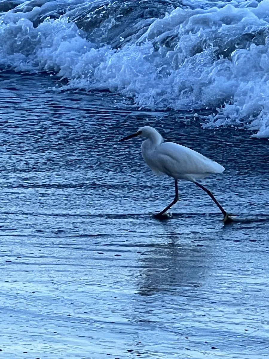 Snowy Egret - ML520262751
