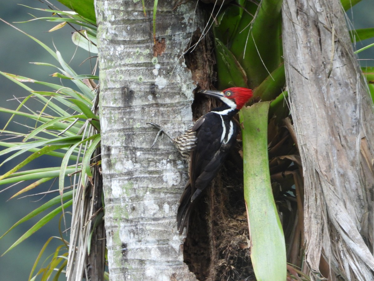 Guayaquil Woodpecker - ML520262761