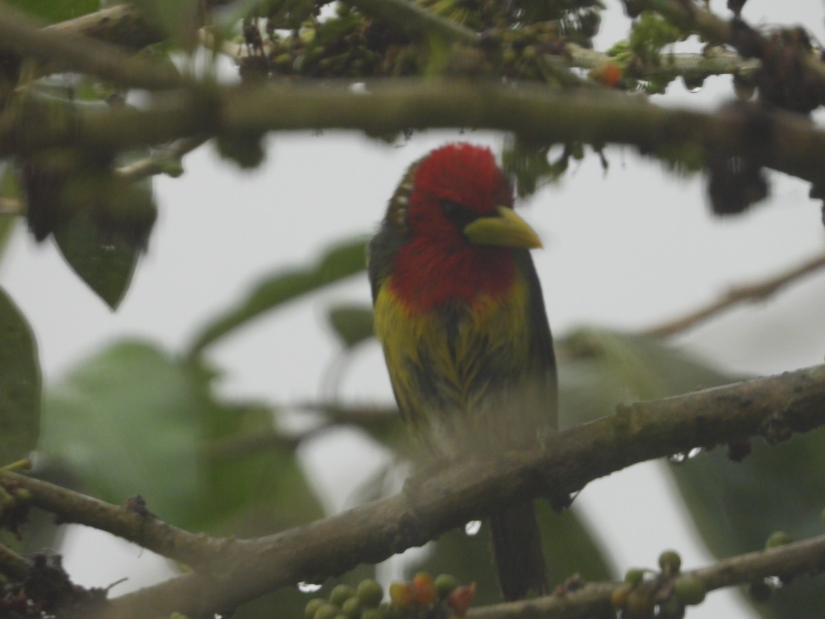 Red-headed Barbet - ML520262861