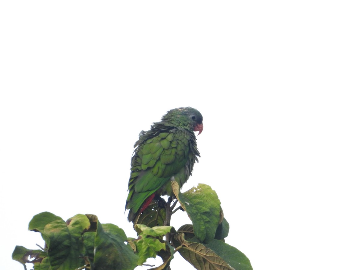 Red-billed Parrot - ML520263041
