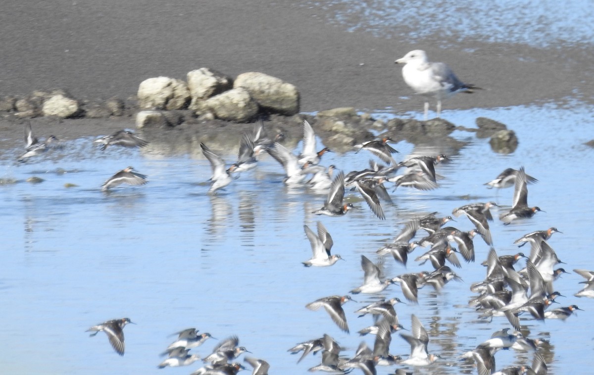 Red-necked Phalarope - ML520263331