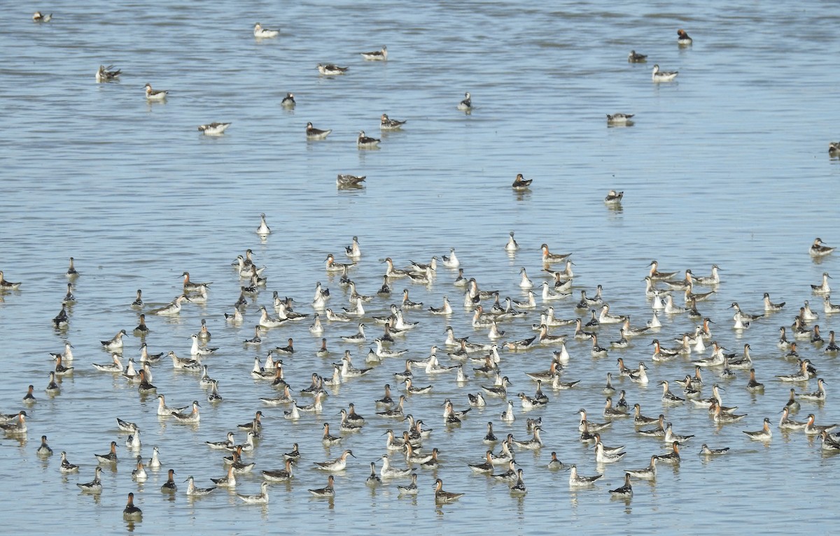 Red-necked Phalarope - ML520263341