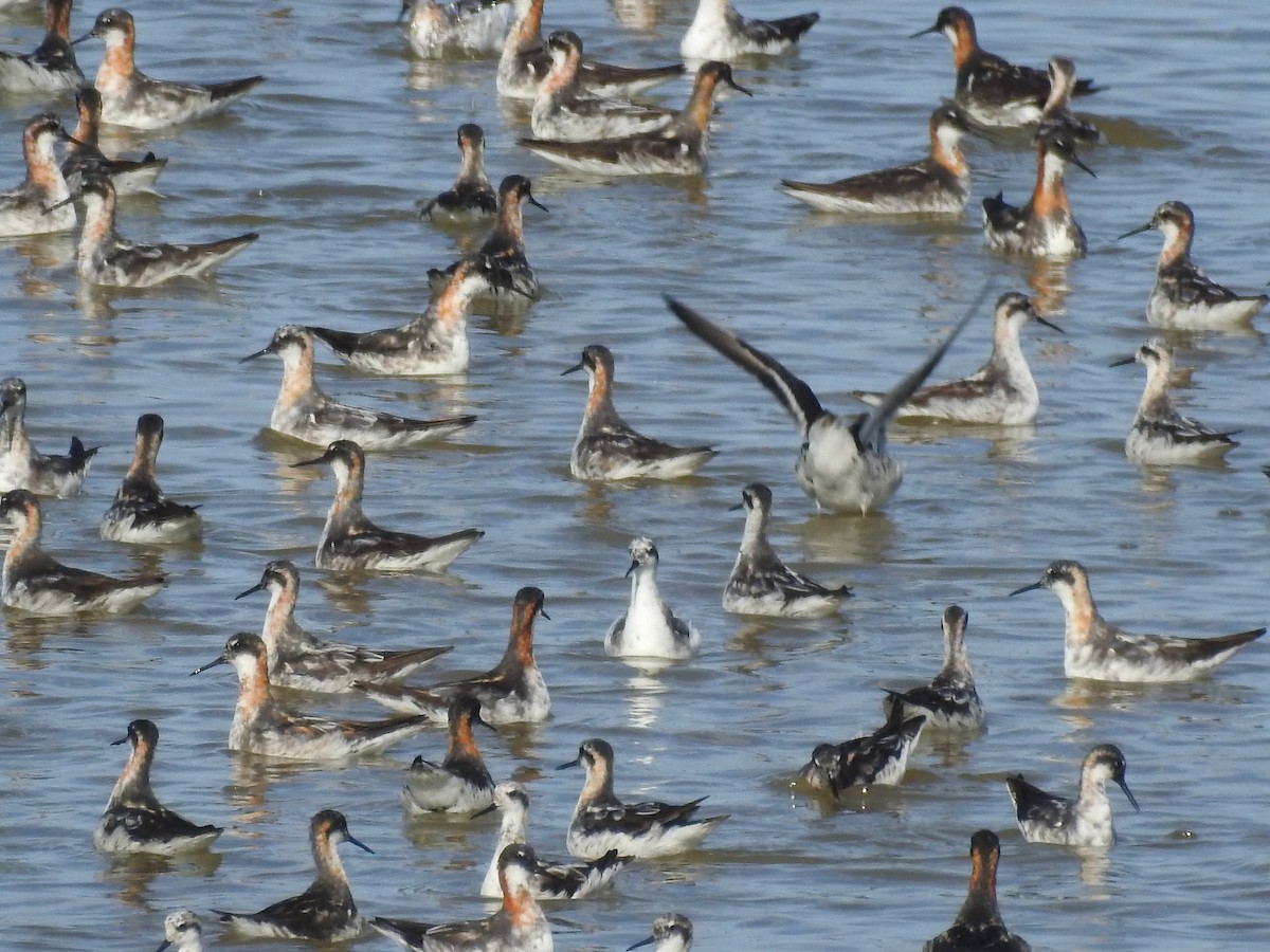 Red-necked Phalarope - ML520263351