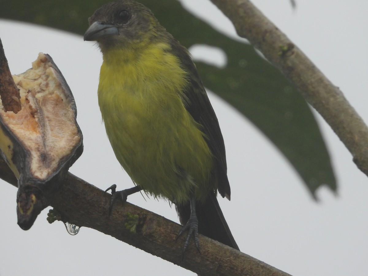Flame-rumped Tanager - ML520263601