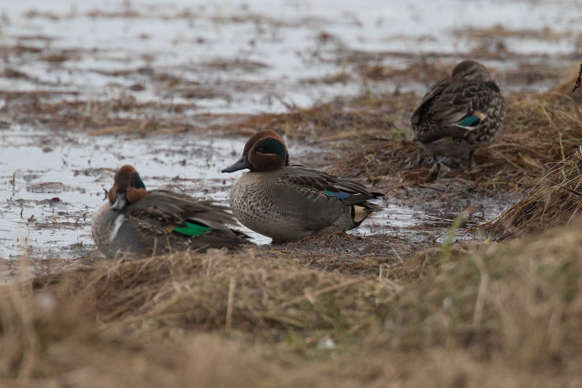 Green-winged Teal (Eurasian) - ML520263941