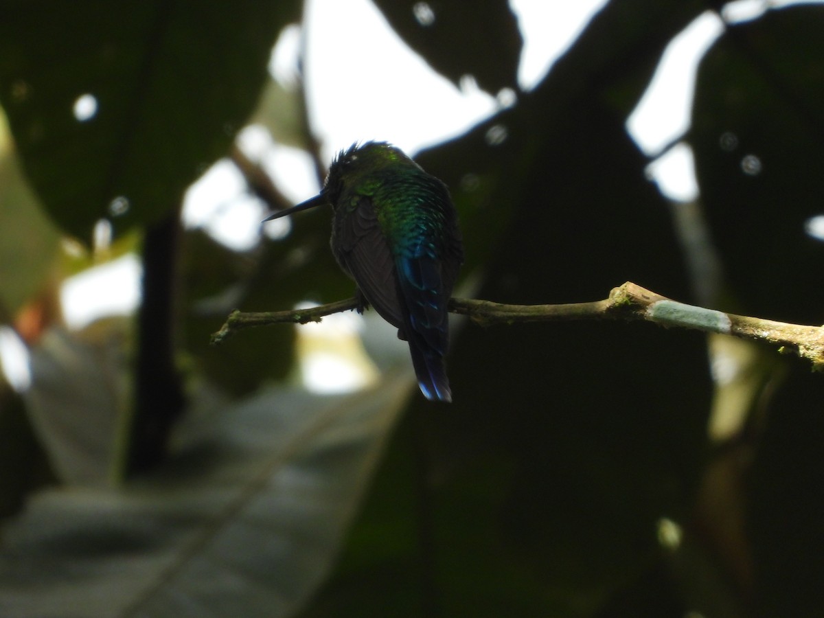Violet-tailed Sylph - ML520264151