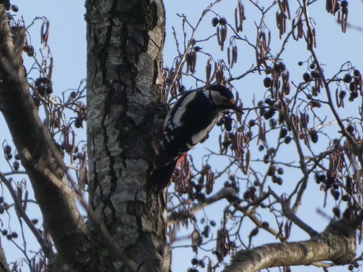 Great Spotted Woodpecker - ML520264451