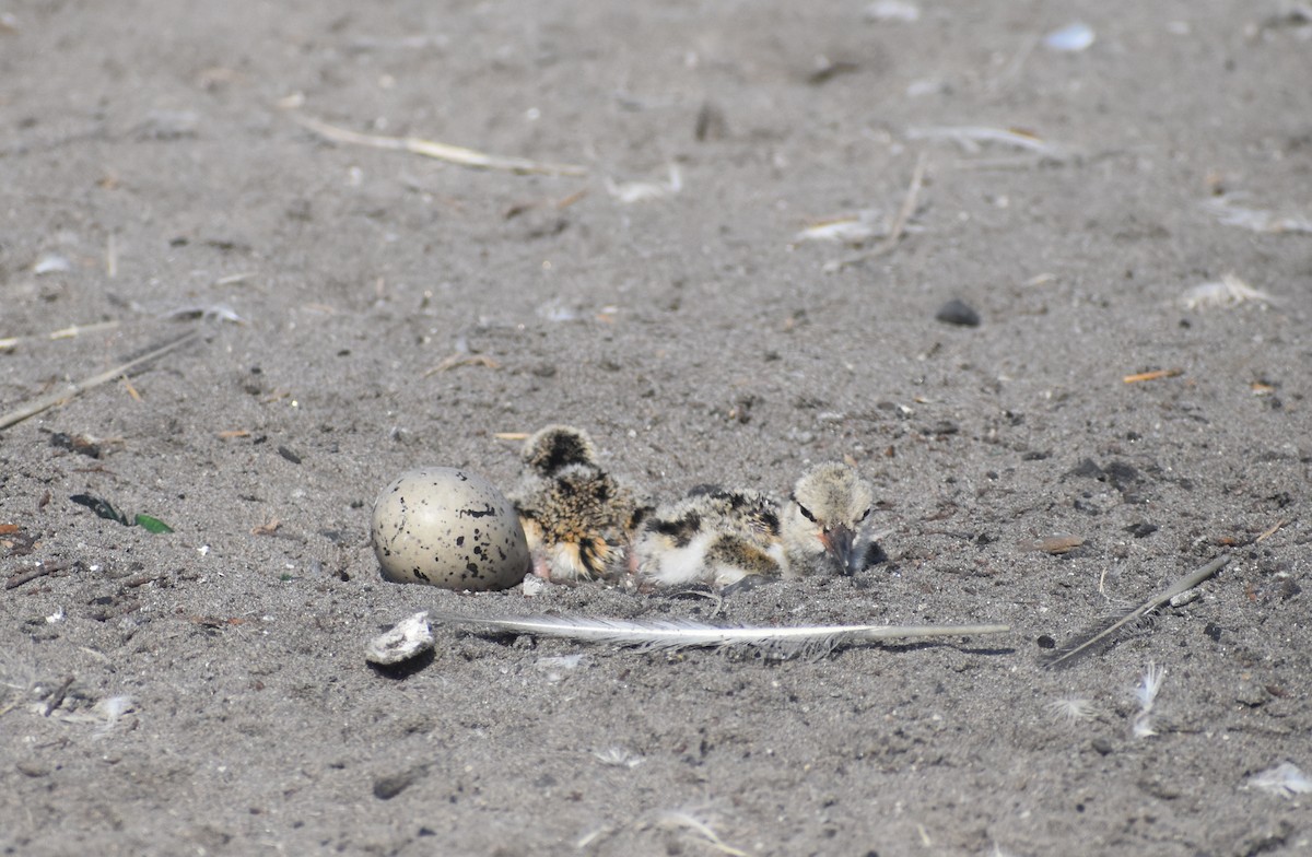 American Oystercatcher - ML520264891