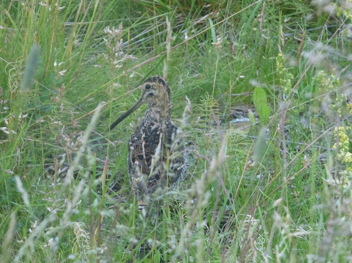 Common Snipe - ML520265211