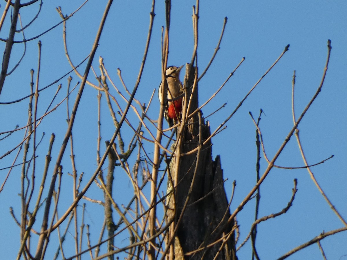 Great Spotted Woodpecker - ML520265321