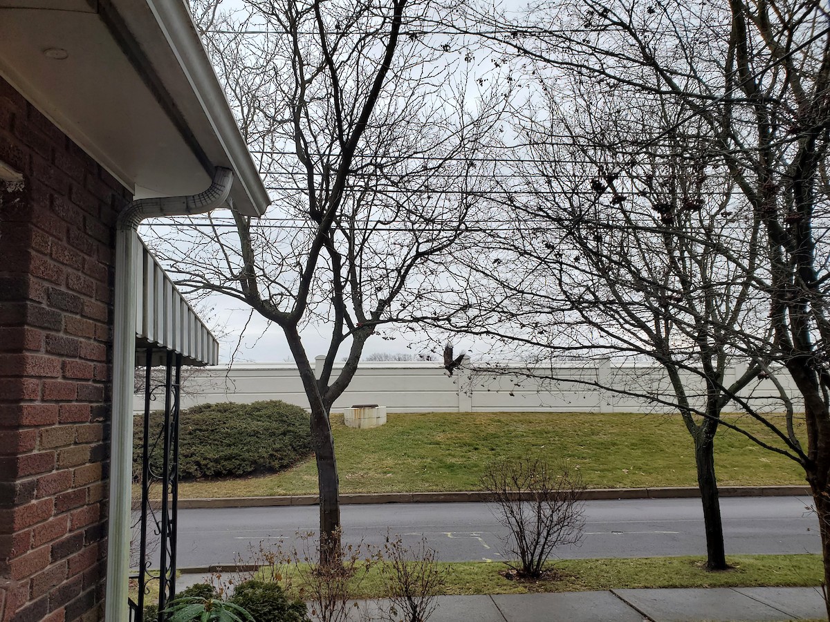 Bald Eagle - ML520266161