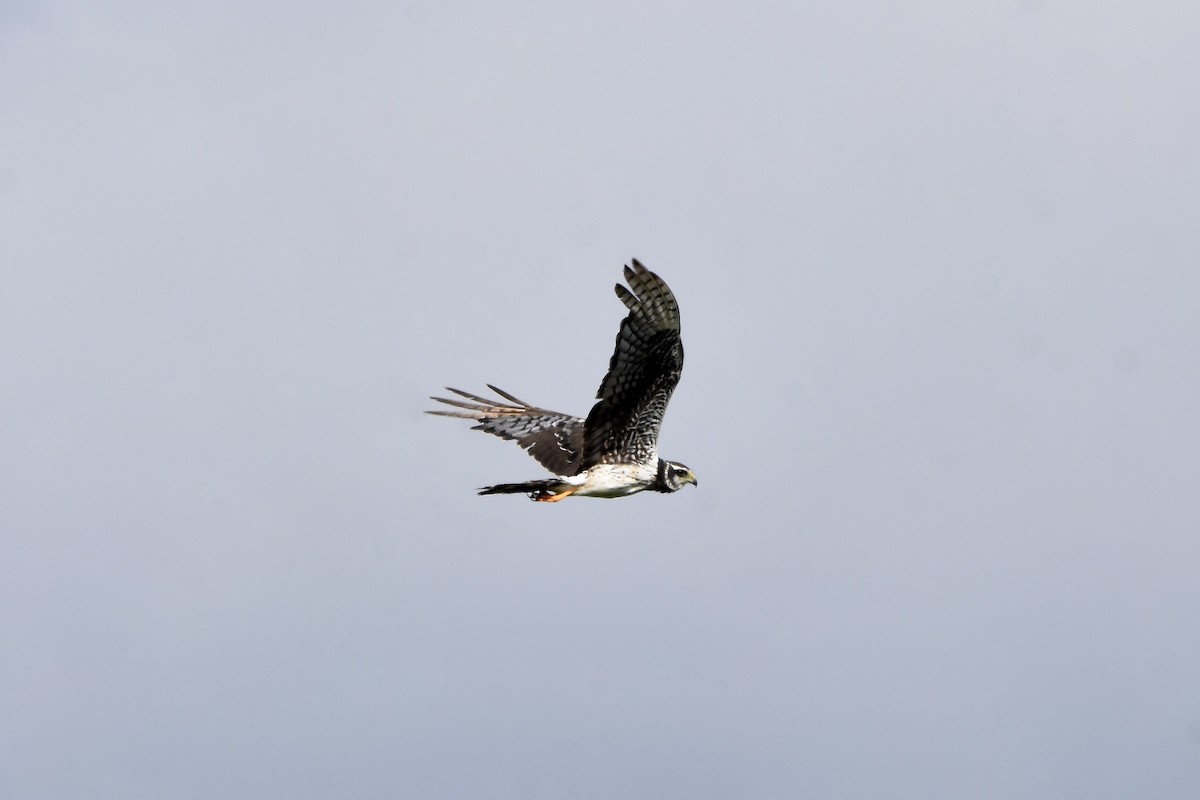 Long-winged Harrier - ML520266931