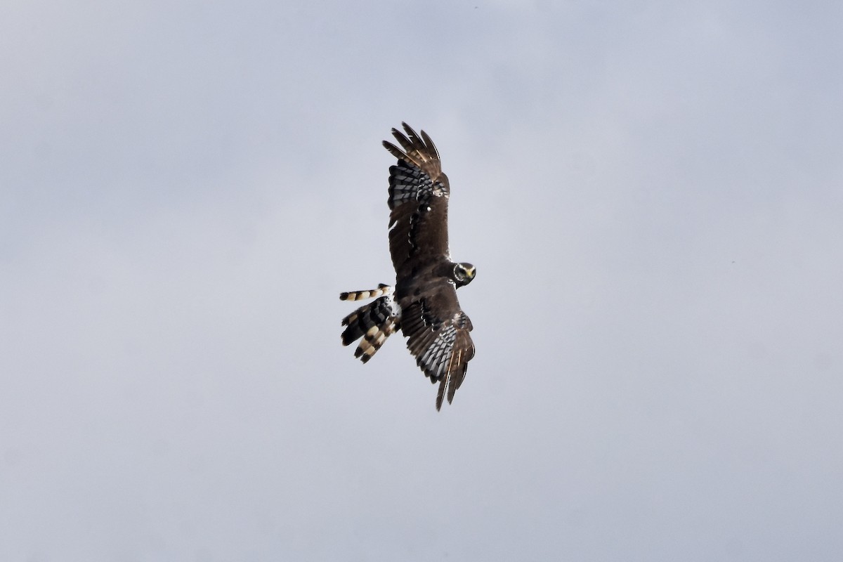 Long-winged Harrier - ML520267001