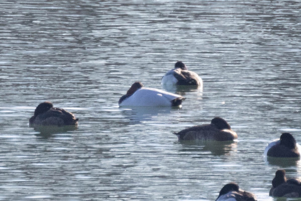 Canvasback - ML520271721