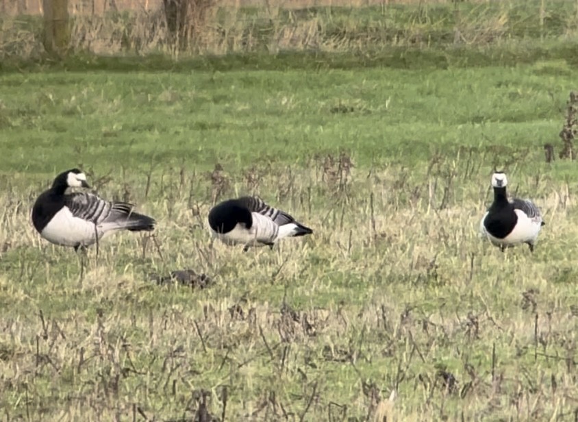 Barnacle Goose - ML520272211