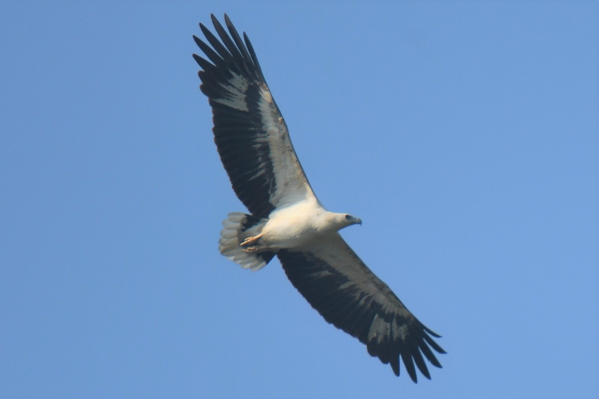 White-bellied Sea-Eagle - ML520274551