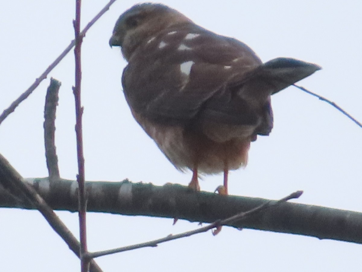 Sharp-shinned Hawk - ML520275111