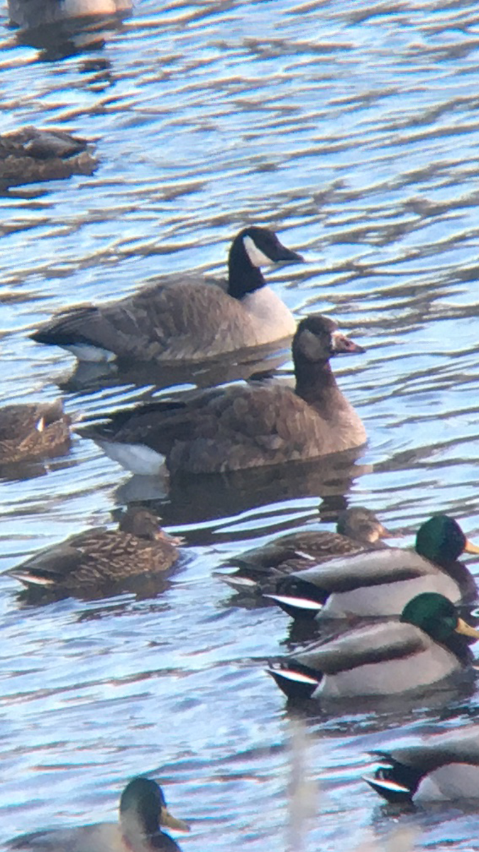 Greater White-fronted x Canada Goose (hybrid) - ML520275451