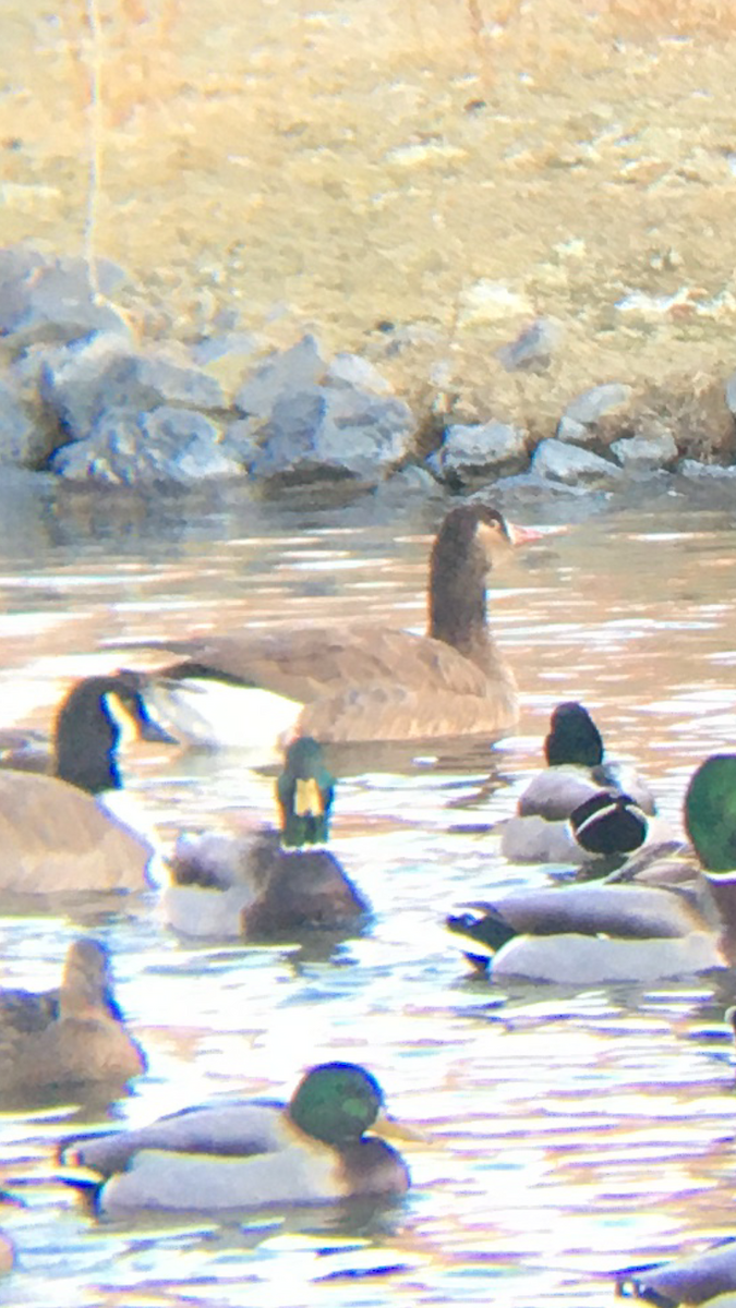 Greater White-fronted x Canada Goose (hybrid) - ML520275461