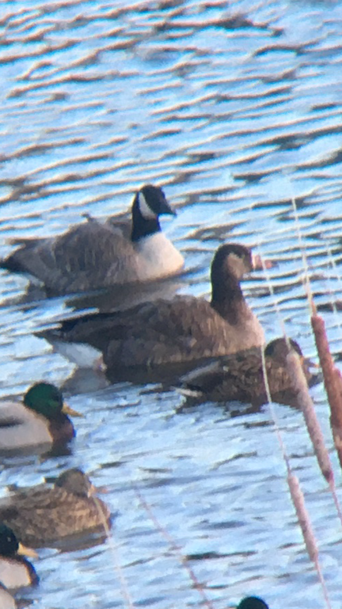 Greater White-fronted x Canada Goose (hybrid) - ML520275471