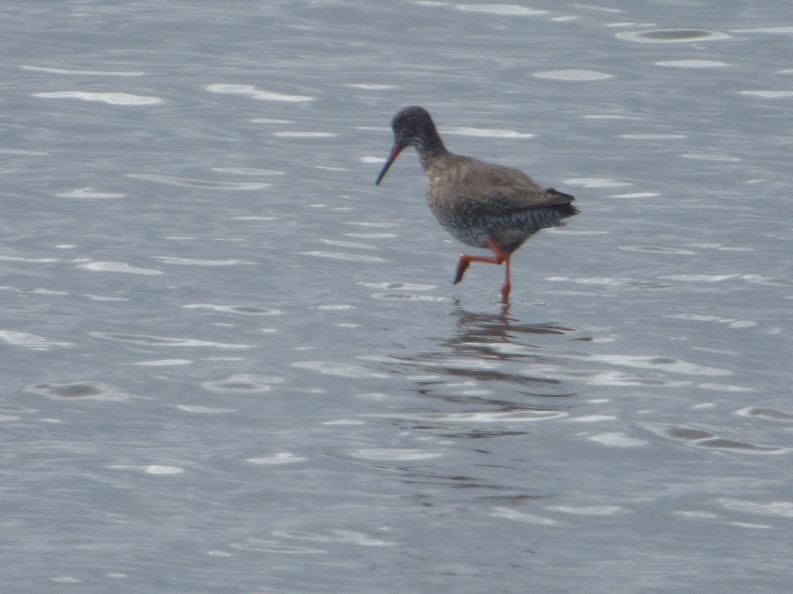 Common Redshank - Carolyn R