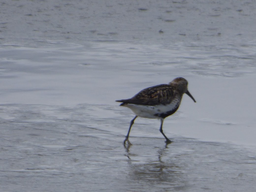 Dunlin - ML520275891