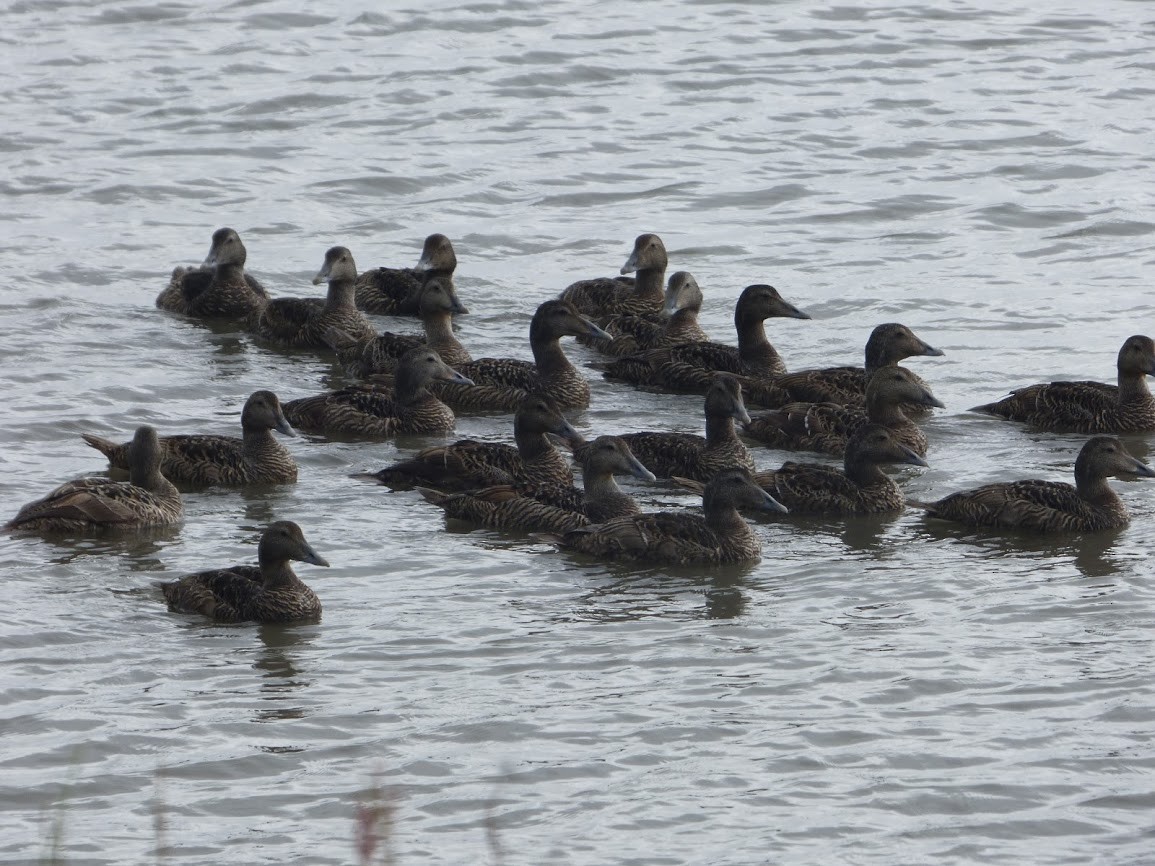 Common Eider - Carolyn R