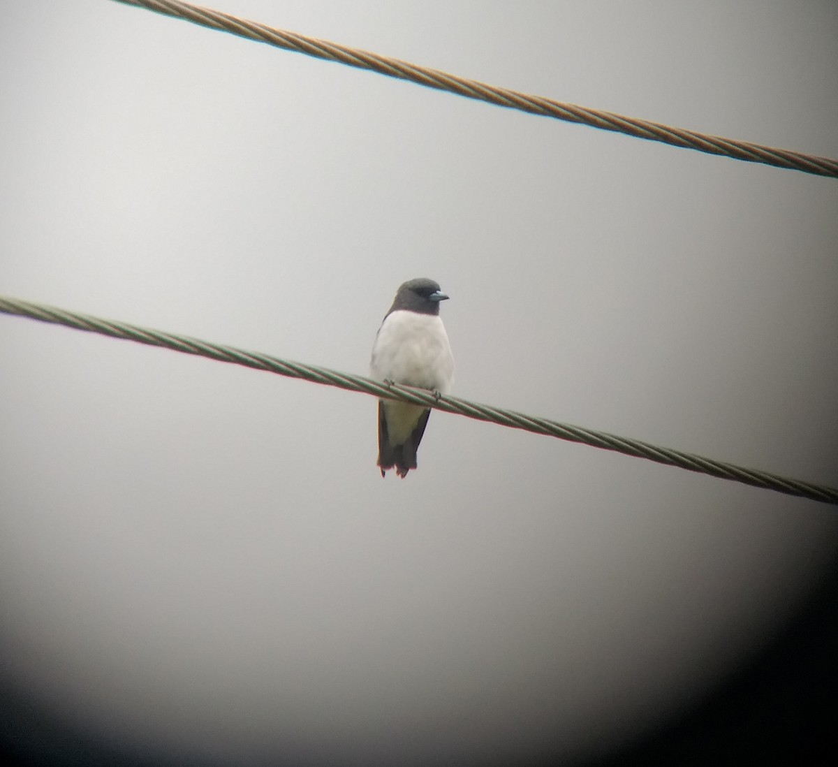 White-breasted Woodswallow - Sooraj  Sekhar