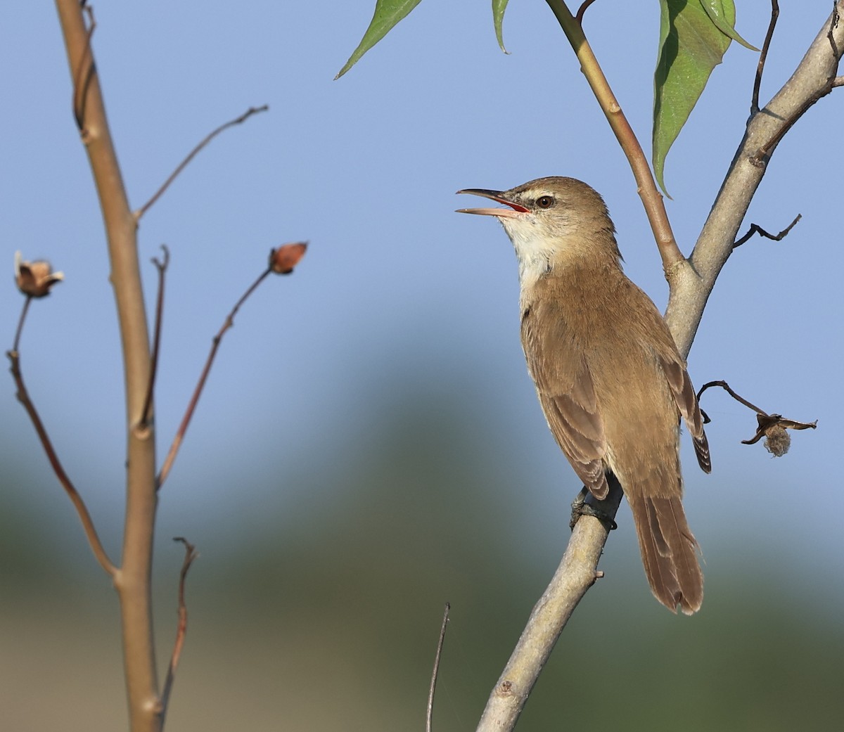 Clamorous Reed Warbler - ML520278761