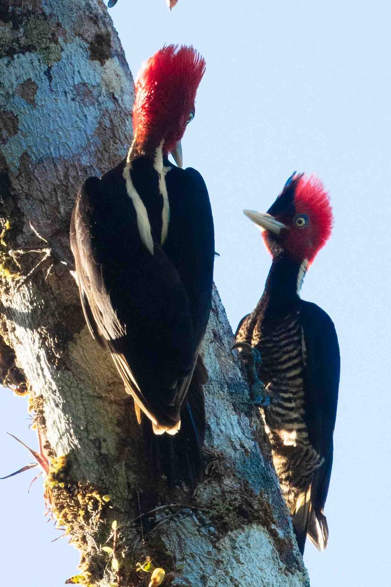 Pale-billed Woodpecker - ML520279571