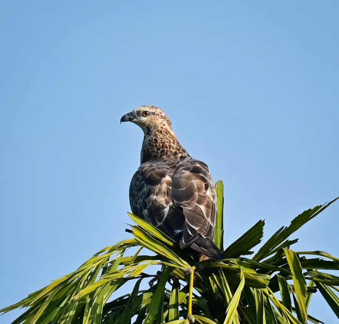 Oriental Honey-buzzard - Vaishnav Auti