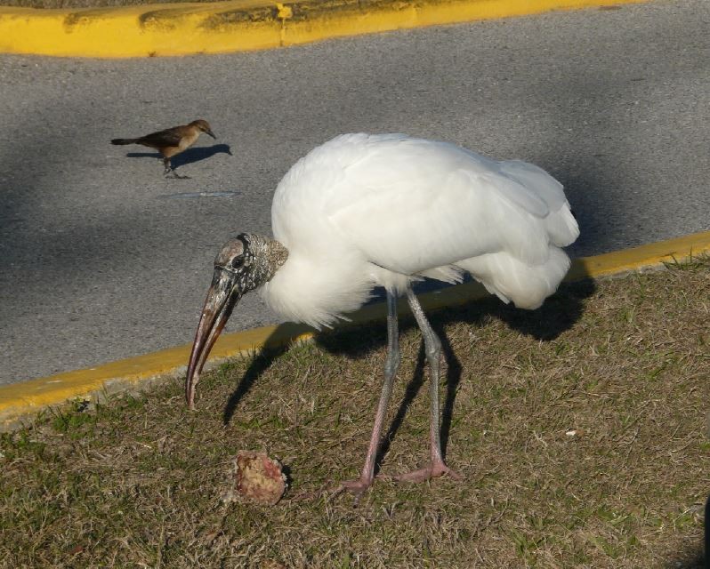 Wood Stork - Bill Pranty