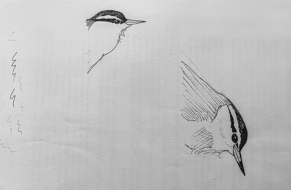 Corsican Nuthatch - ML520280841