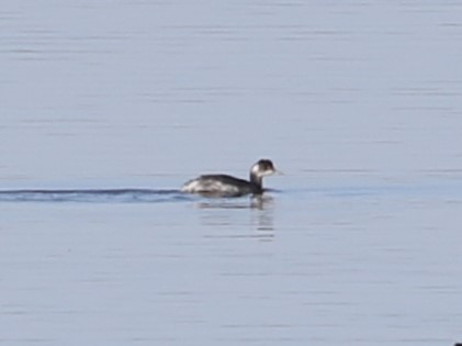 Eared Grebe - ML520281691