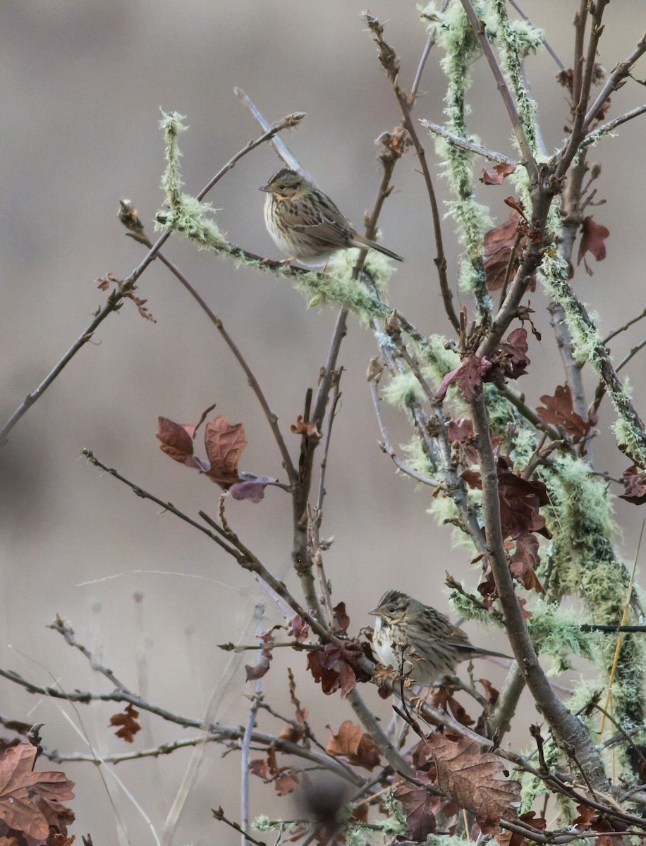 Lincoln's Sparrow - ML520283331