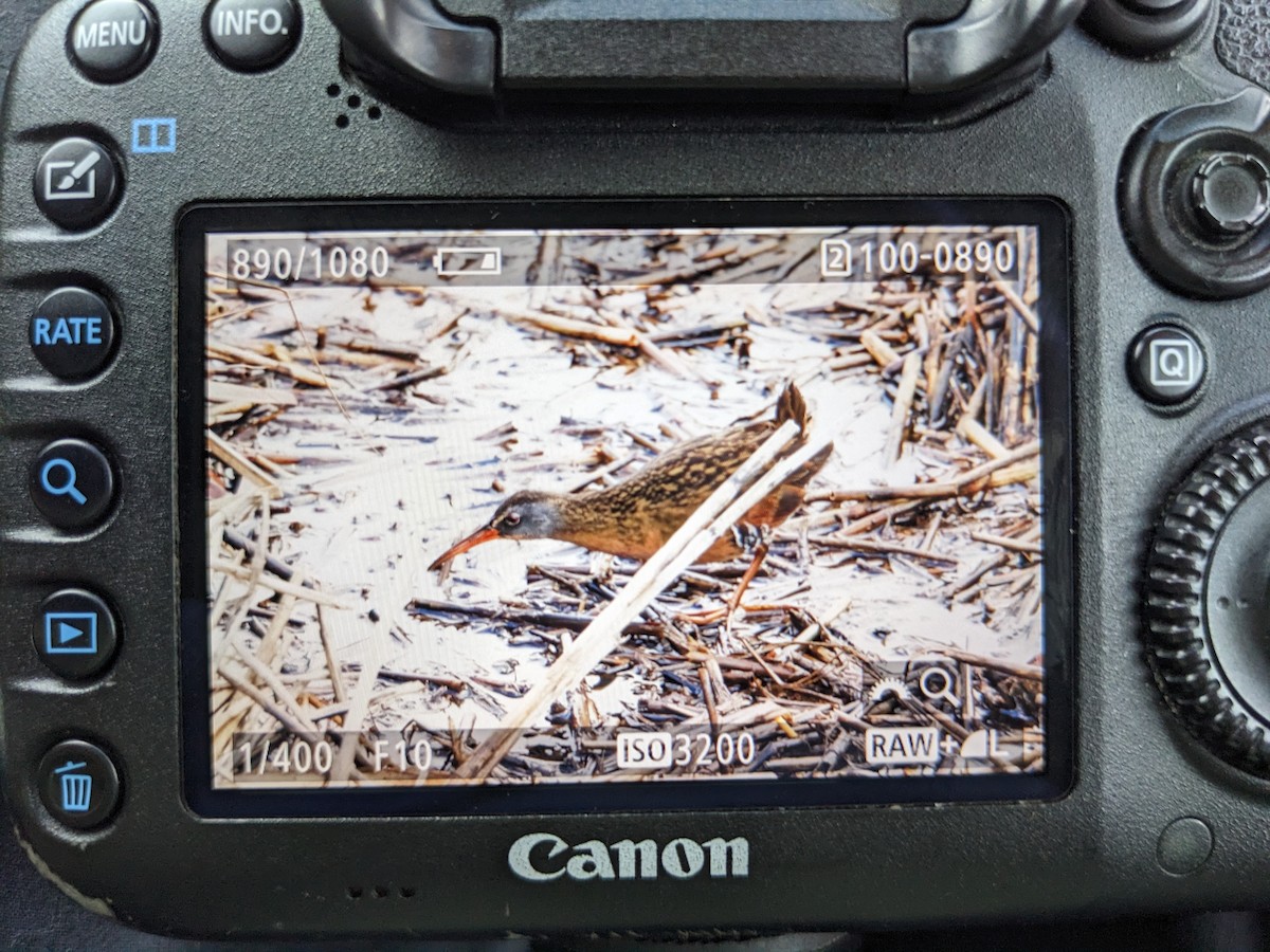 Virginia Rail - ML520283451