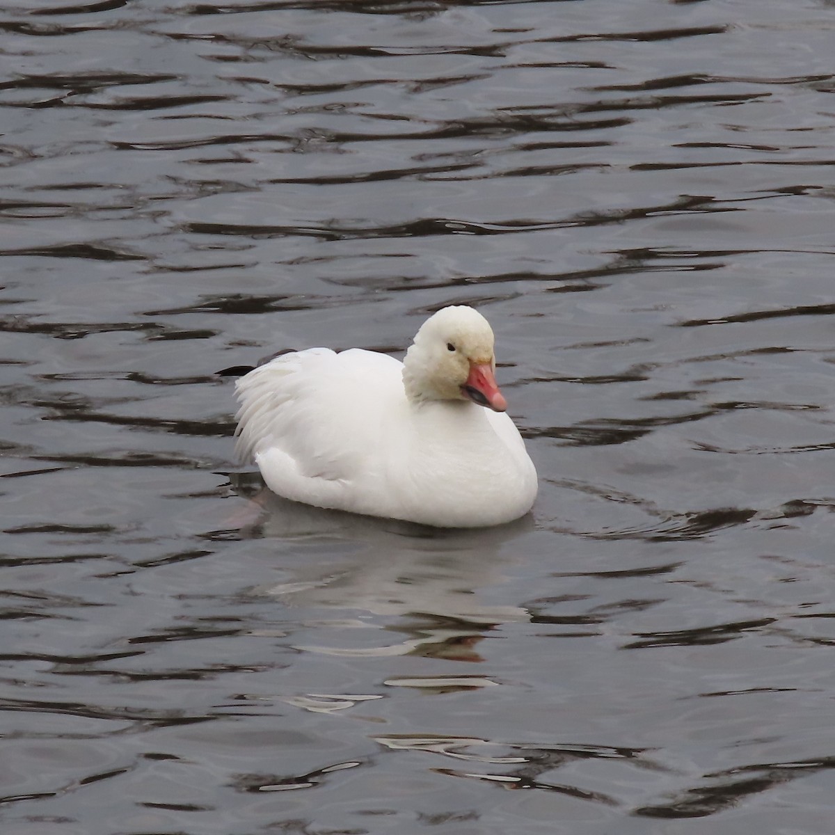 Snow Goose - ML520283601