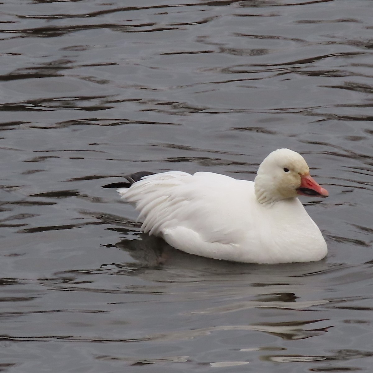 Snow Goose - ML520283611