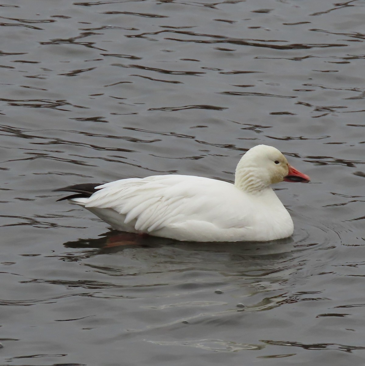 Snow Goose - Julie Laverdiere