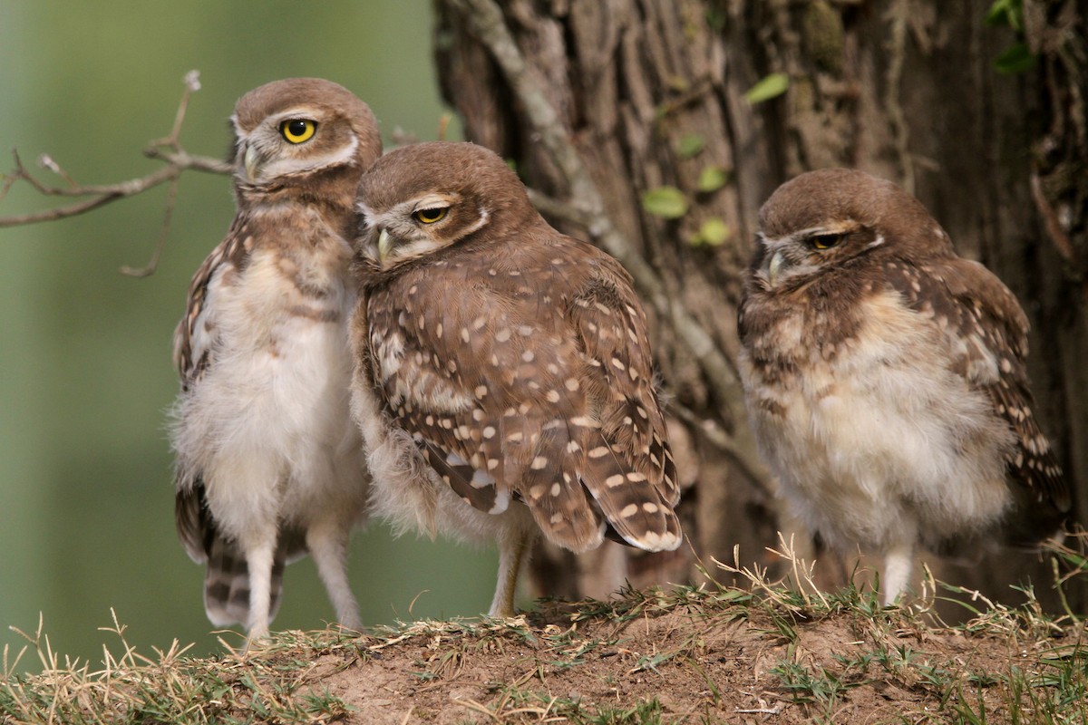 Burrowing Owl - ML520285091