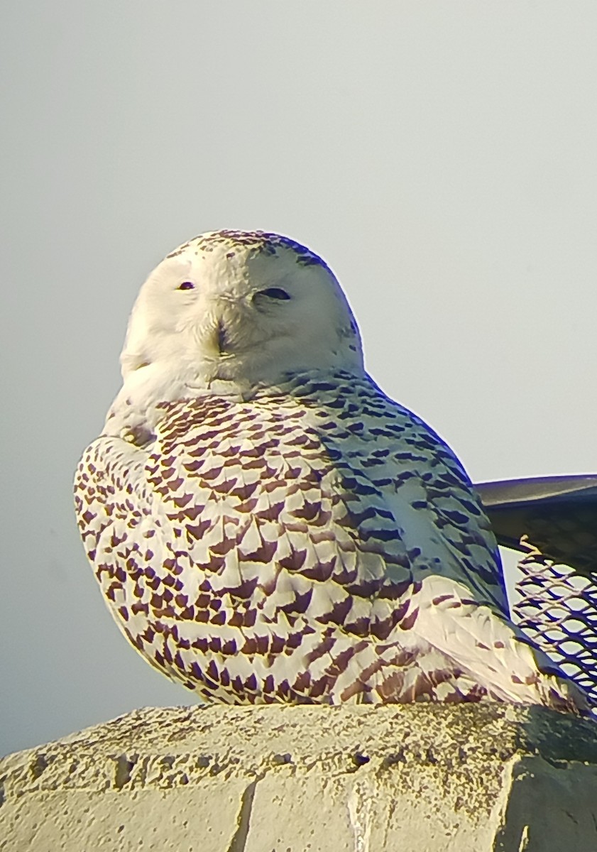 Snowy Owl - Dave Weber