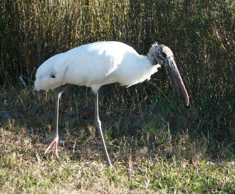 Wood Stork - Bill Pranty