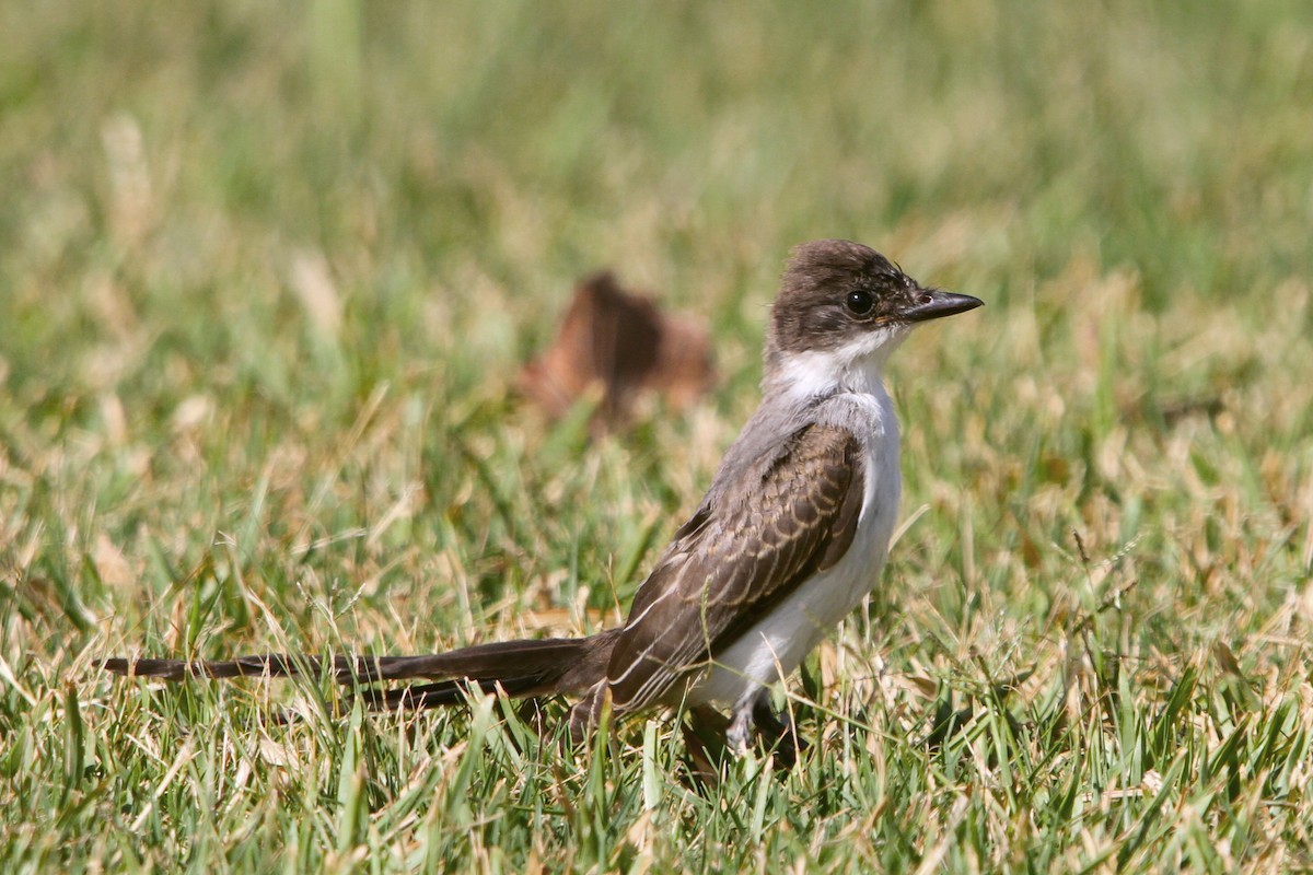Fork-tailed Flycatcher - Pedro Ayres