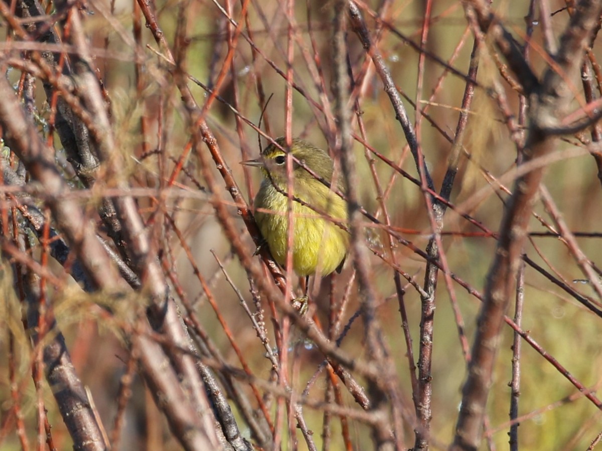 Palm Warbler (Yellow) - Steve Calver