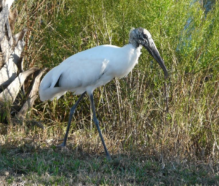 Wood Stork - ML52028551